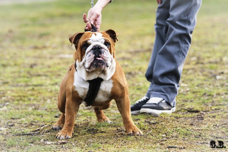 Guapo Des Red Bullys Star