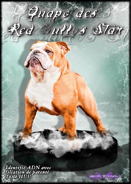 Guapo Des Red Bullys Star