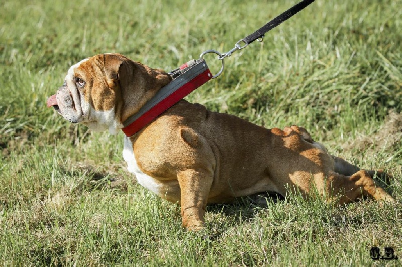 Guapo Des Red Bullys Star