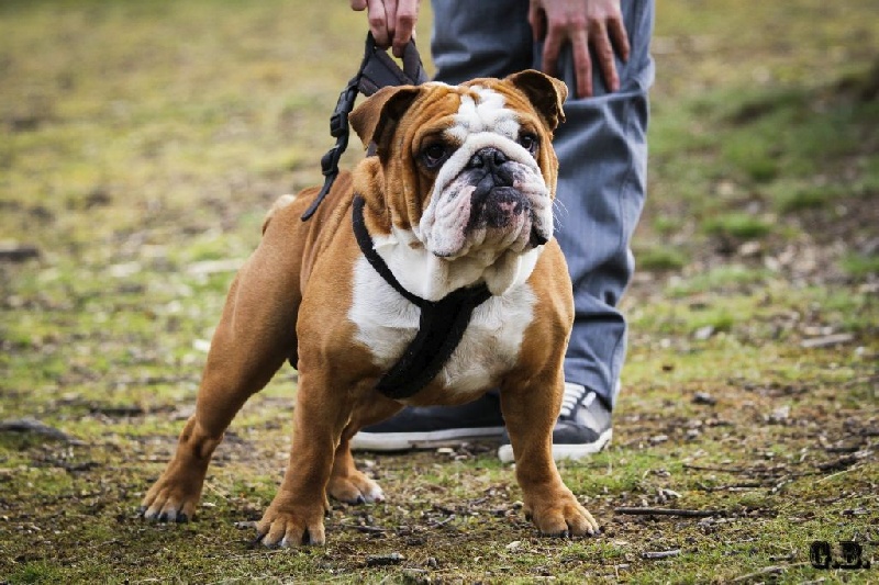 Guapo Des Red Bullys Star