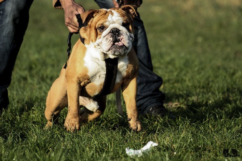 Guapo Des Red Bullys Star