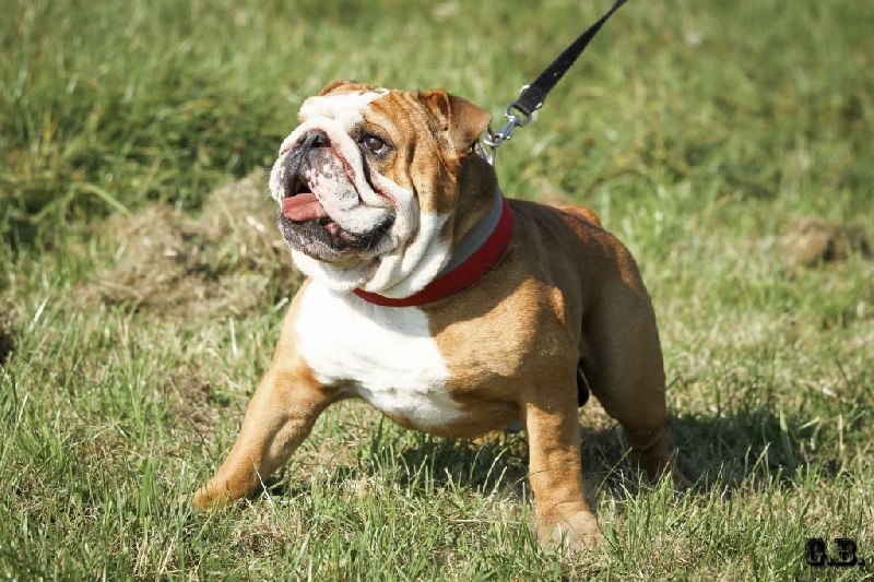 Guapo Des Red Bullys Star