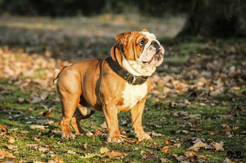 Guapo Des Red Bullys Star