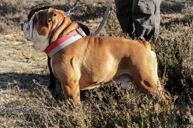 Guapo Des Red Bullys Star