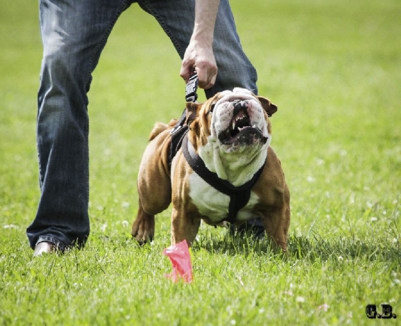 Guapo Des Red Bullys Star