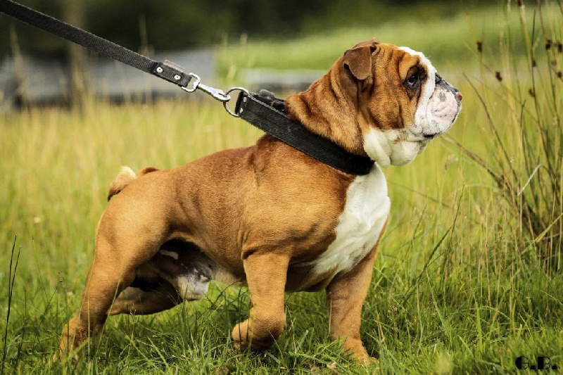 Guapo Des Red Bullys Star