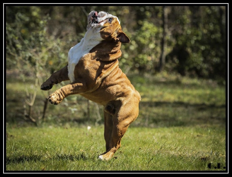 Guapo Des Red Bullys Star