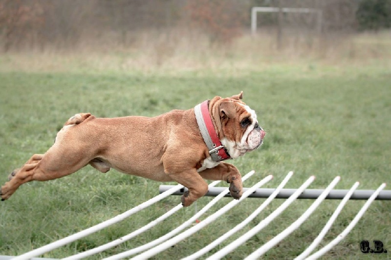 Guapo Des Red Bullys Star