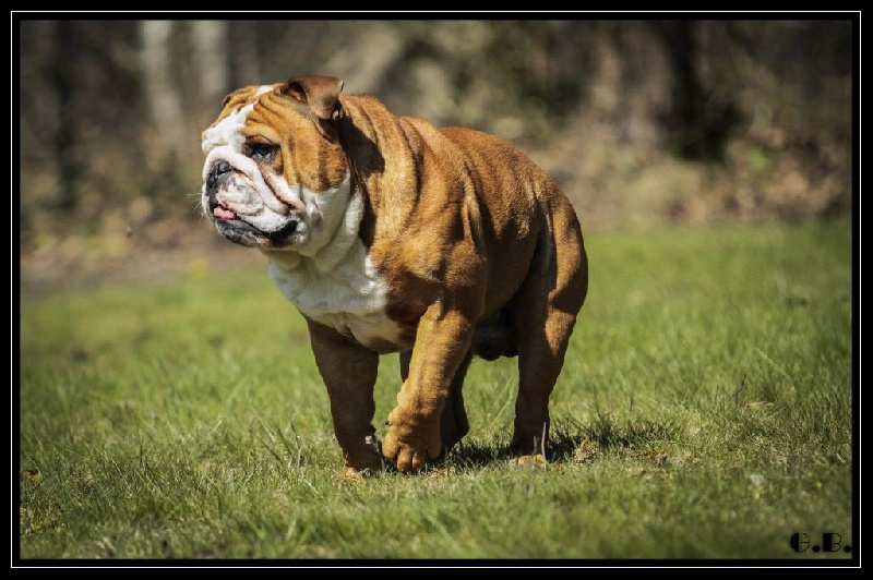 Guapo Des Red Bullys Star