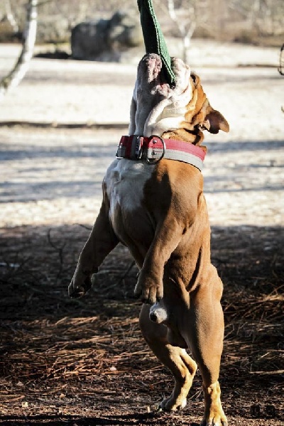 Guapo Des Red Bullys Star