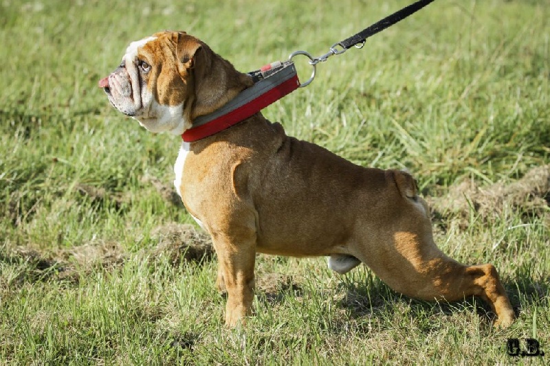 Guapo Des Red Bullys Star