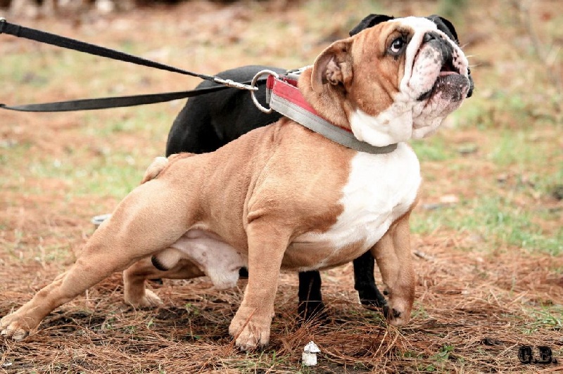 Guapo Des Red Bullys Star