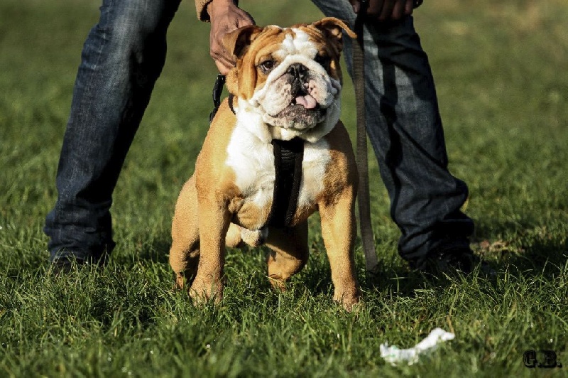 Guapo Des Red Bullys Star