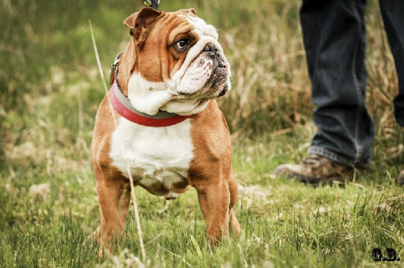 Guapo Des Red Bullys Star