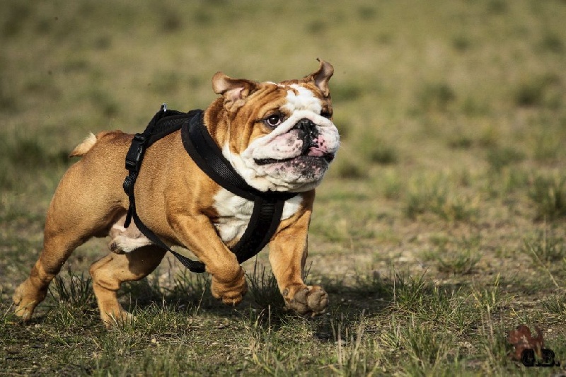 Guapo Des Red Bullys Star