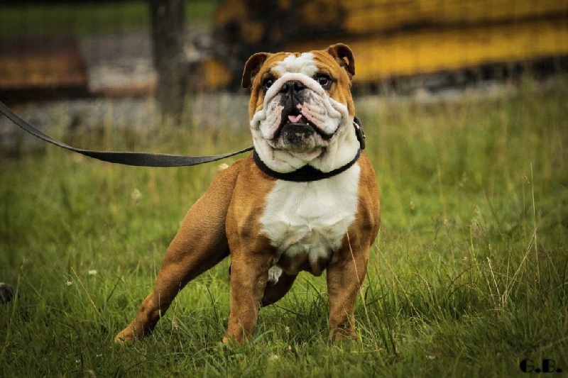 Guapo Des Red Bullys Star