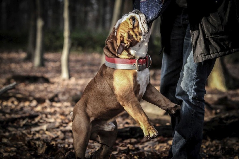 Guapo Des Red Bullys Star